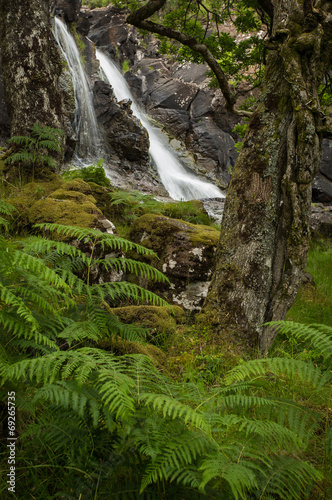 Waterfall in a Celtic Rainforest