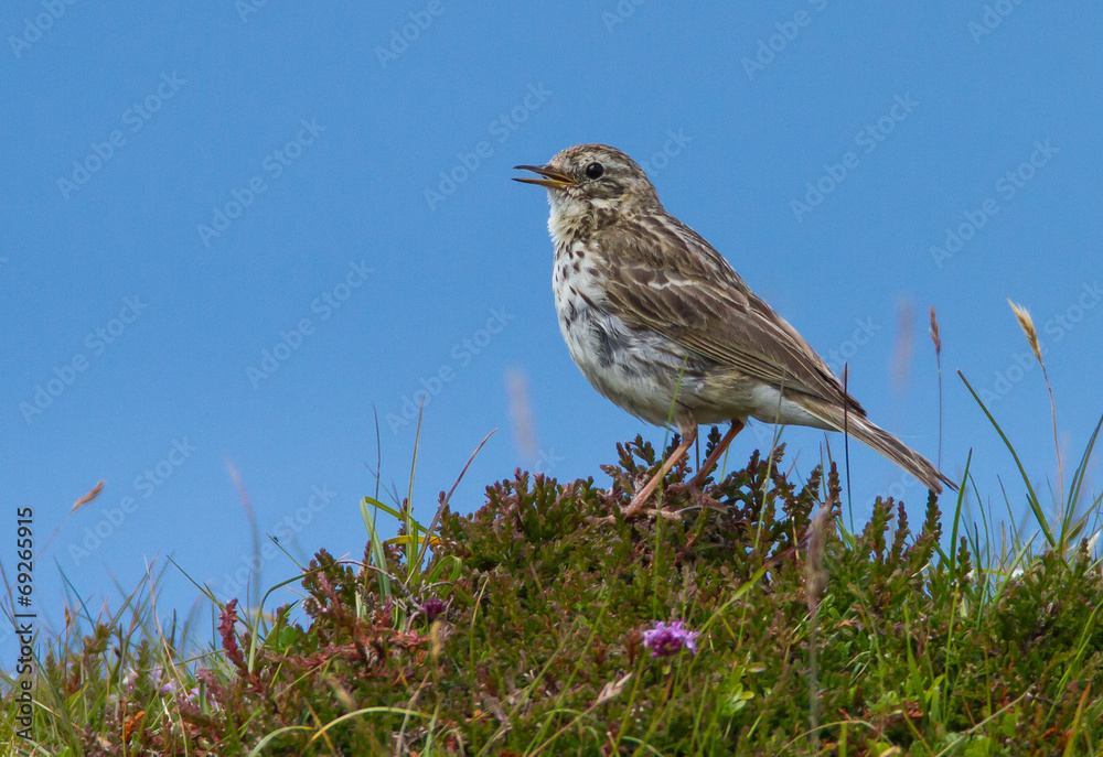 Obraz premium Meadow Pipit (Anthus pratensis)