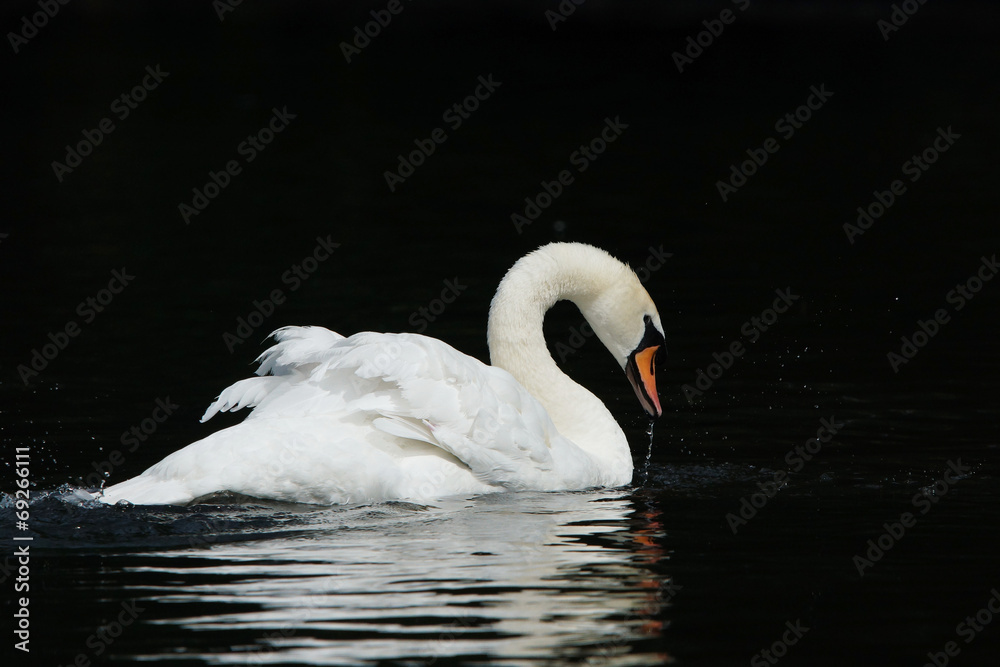 Fototapeta premium Mute Swan, Cygnus olor