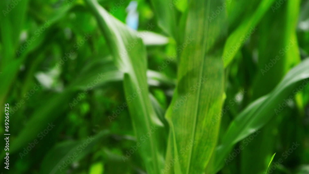 Green Corn Maize Plants in cultivated agricultural field Green Corn Maize Plants in cultivated agricultural field
