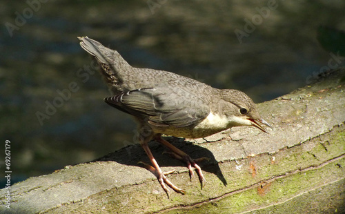 cincle plongeur photo