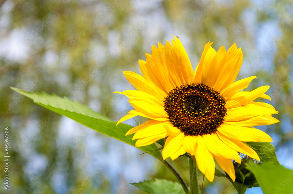Fototapeta premium sunflower