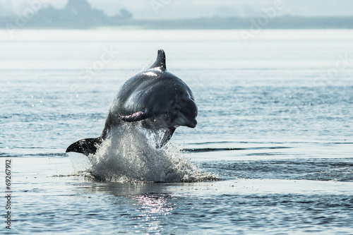 Obraz na płótnie Bottlenose Dolphin 
