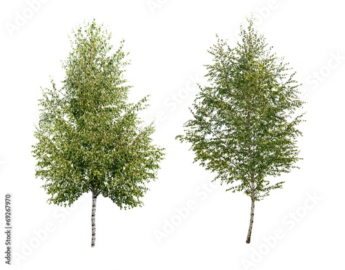 two birch