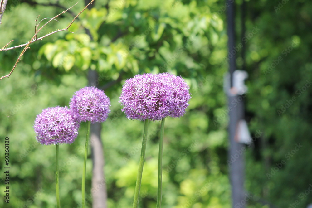 Obraz premium Allium Flower (Ornamental Onion)