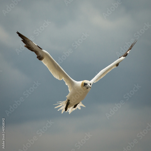 Northern Gannet (Morus bassanus) in Flight