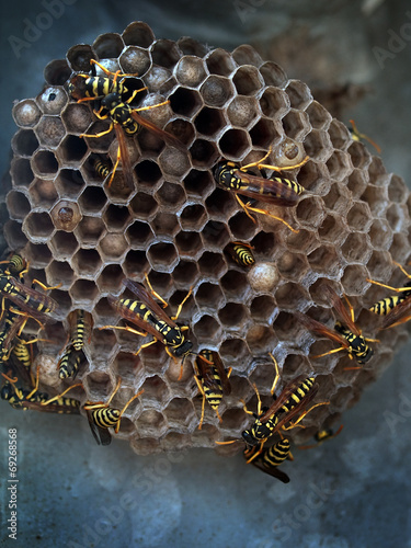 Colony of european paper wasp (Polistes dominula) on nest.