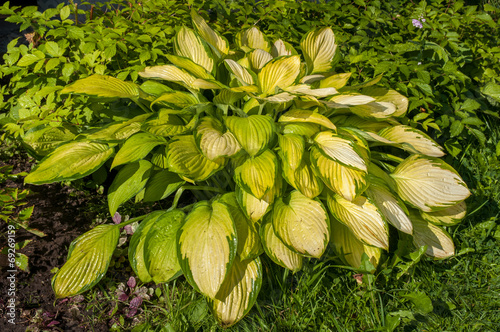 hosta with yellow leaves in the garden photo