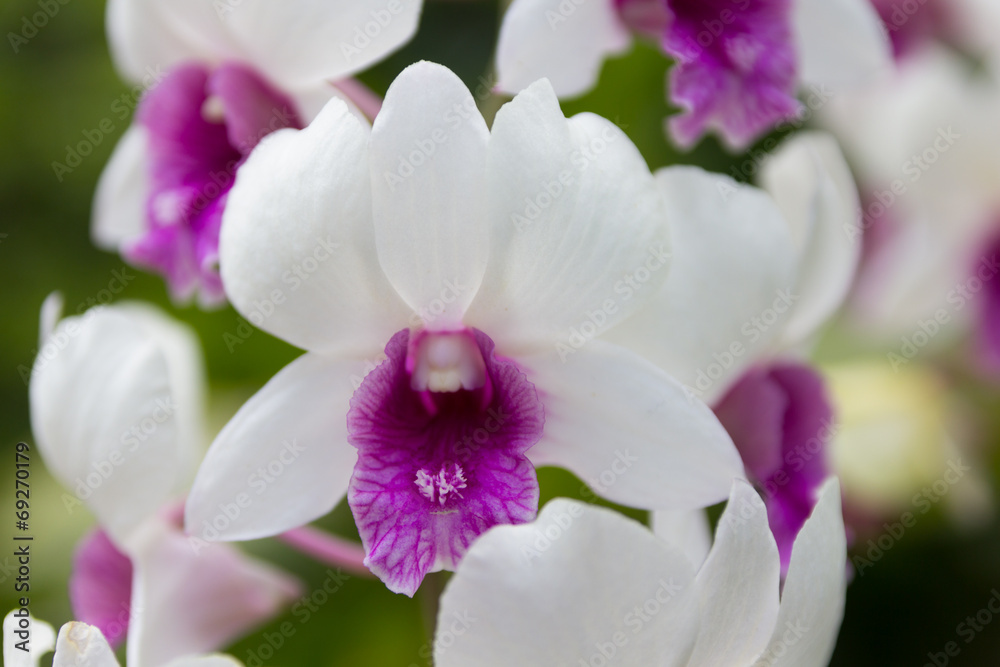 white orchid white orchid