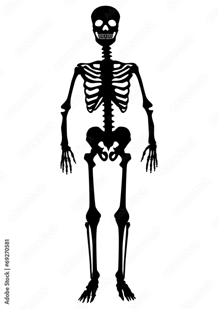 Menschliches Skelett, schwarz, stehend, Vektor, freigestellt Menschliches Skelett, schwarz, stehend, Vektor, freigestellt