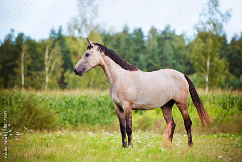 beautiful grey horse