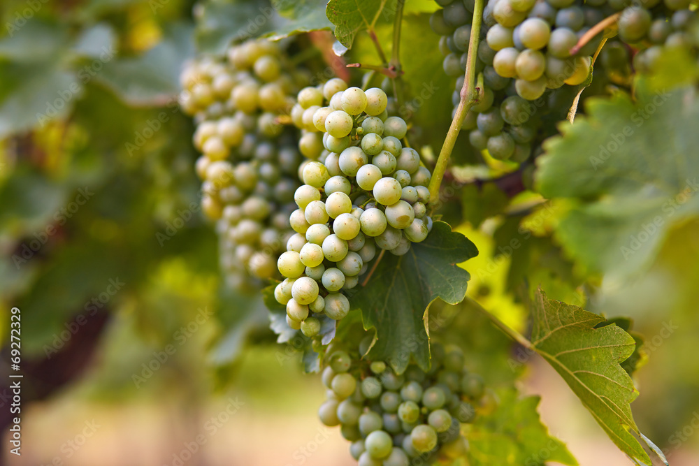 Branch of white wine grapes