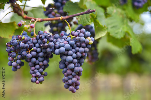 Branch of red wine grapes