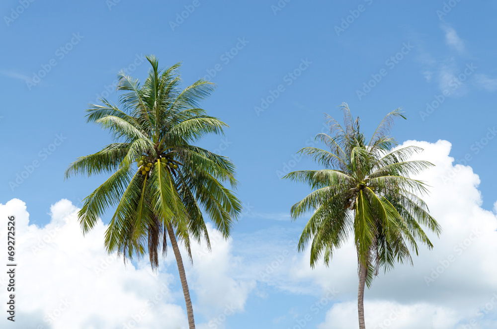 Coconut trees