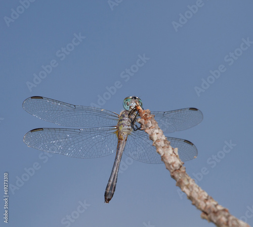 Blue headed dragonfly photo