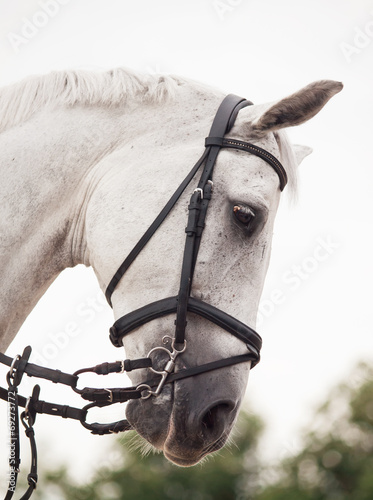 portrait of  white jumping horse © anakondasp