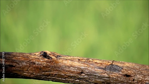 A bird looking for food over a branch (Muscicapa striata)