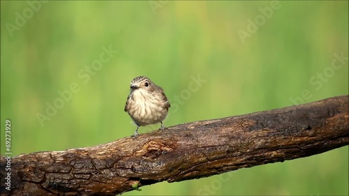 A bird looking for food over a branch (Muscicapa striata)