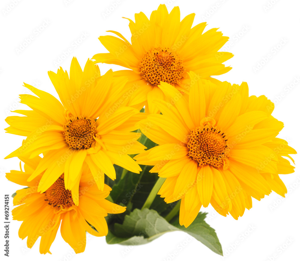 Obraz premium yellow flowers