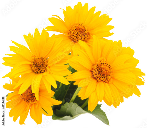 Vászonkép yellow flowers