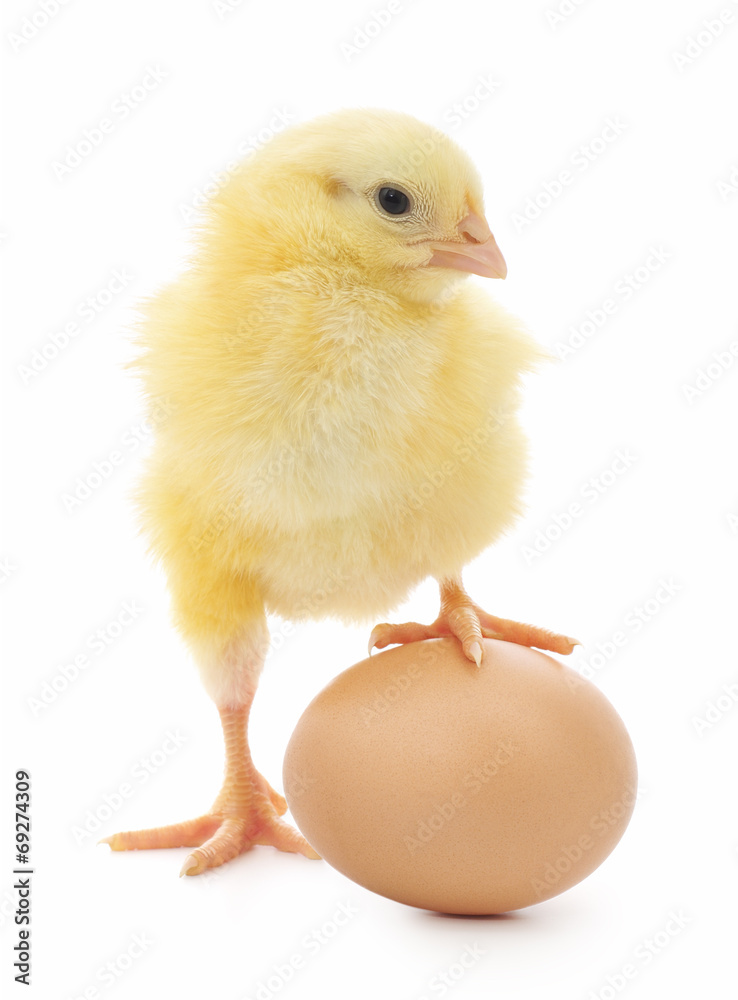 Obraz premium chicken and egg