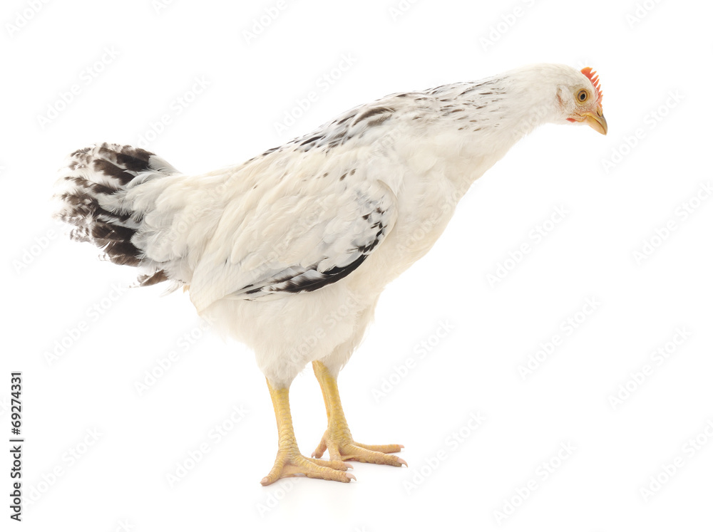 white hen white hen