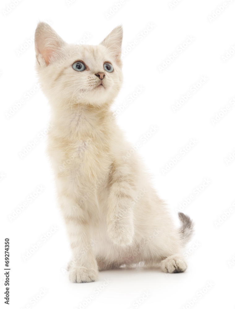 Obraz premium Kotek na białym tle