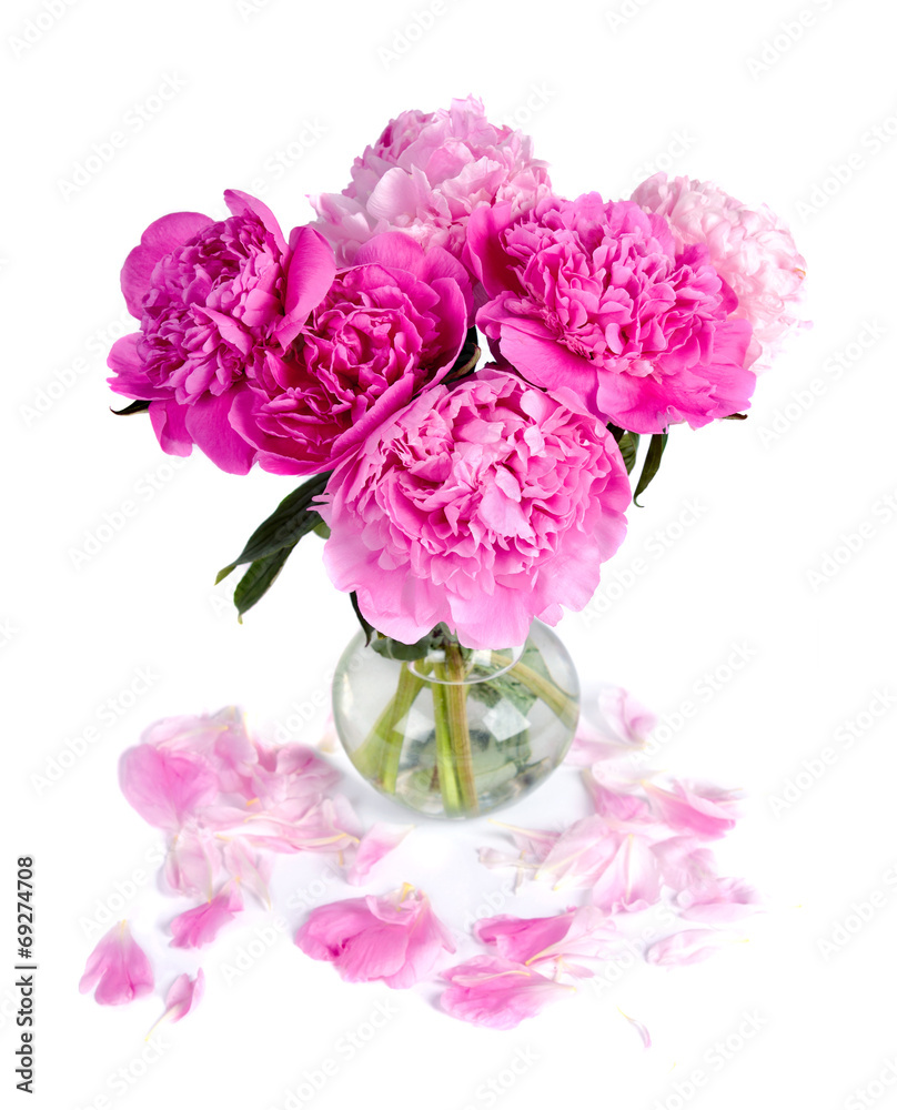 Obraz premium pink peony