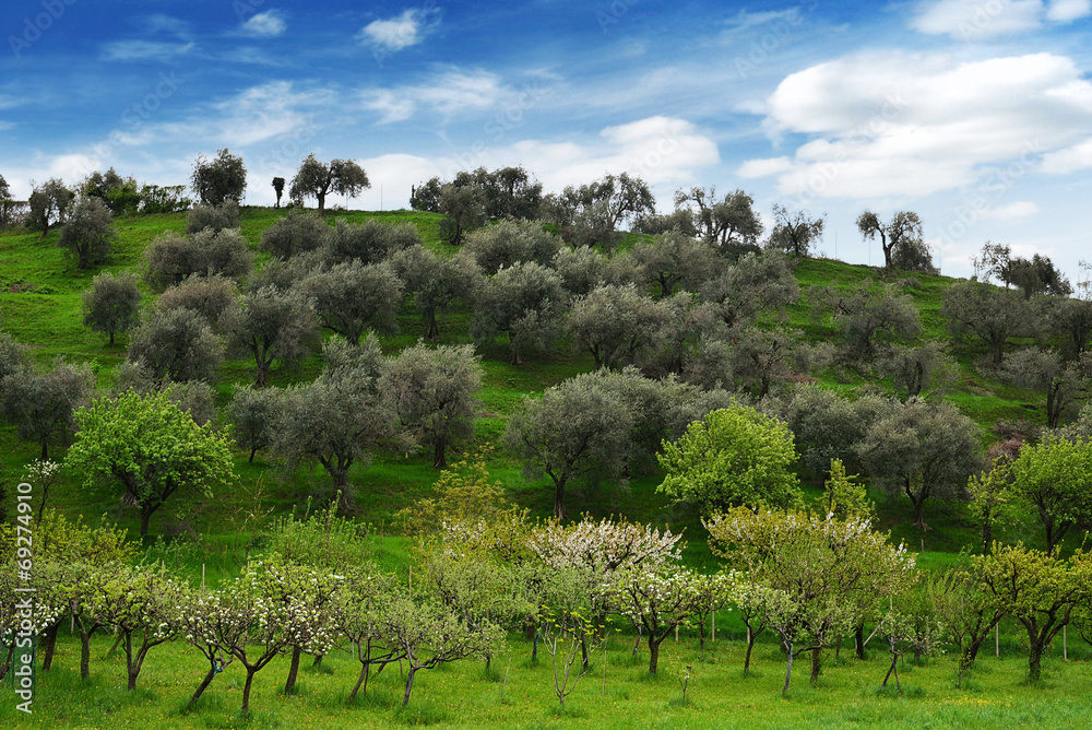 collina di ulivi in primavera