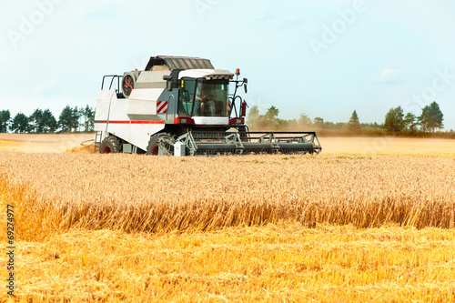 Harvest season. Combine cutting wheat on the field.