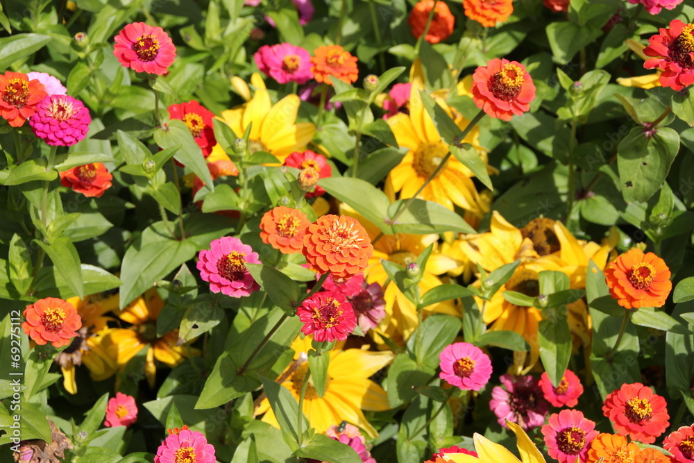 Fototapeta premium Ein buntes Dalienbeet