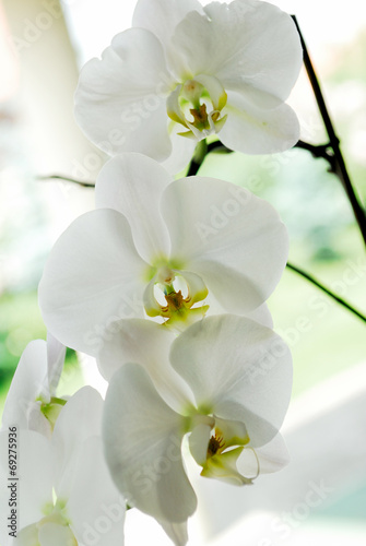 Fototapeta Naklejka Na Ścianę i Meble -  beauty, flower, orchid, bloom, orchids, object, colors, white