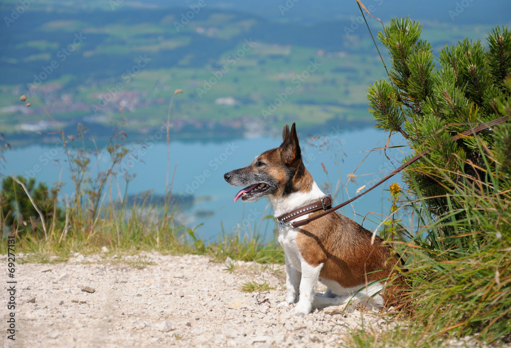 Dog sitting on top of a mountain on a background of lake Dog sitting on top of a mountain on a background of lake