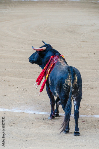 Bull in the bullfight