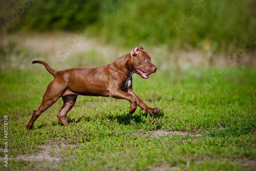 happy american pit bull terrier