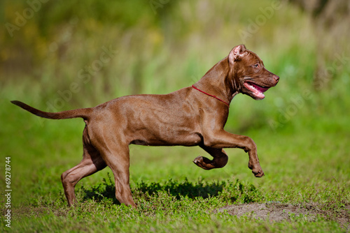 american pit bull terrier puppy running outdoors