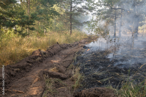 Fire barrier strip in the forest