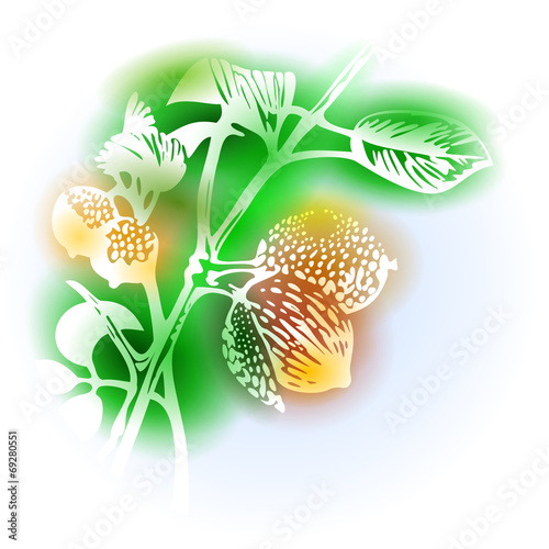 Illustration With Nutmeg