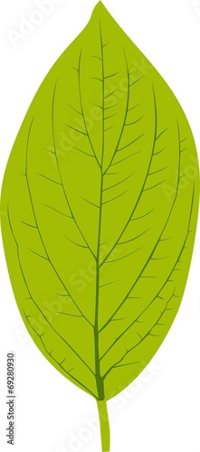 Green leaf of Roughleaf Dogwood on white