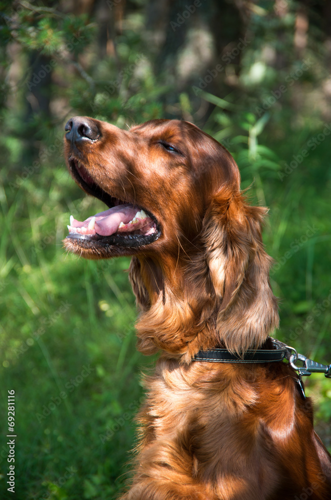 Portrait of an Irish setter. On a walk in the park.