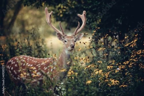 Whitetail deer