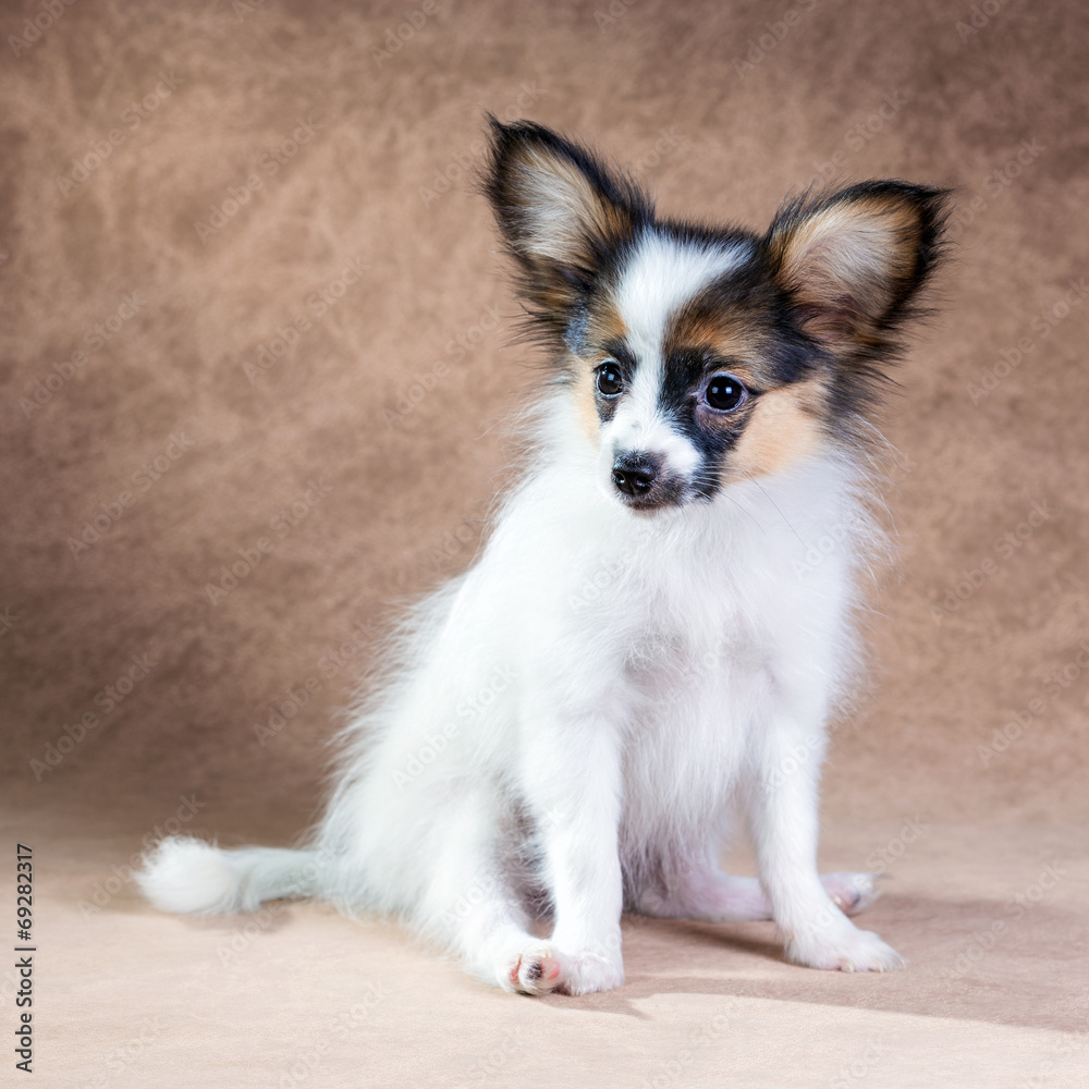 Portrait of a cute puppy Papillon