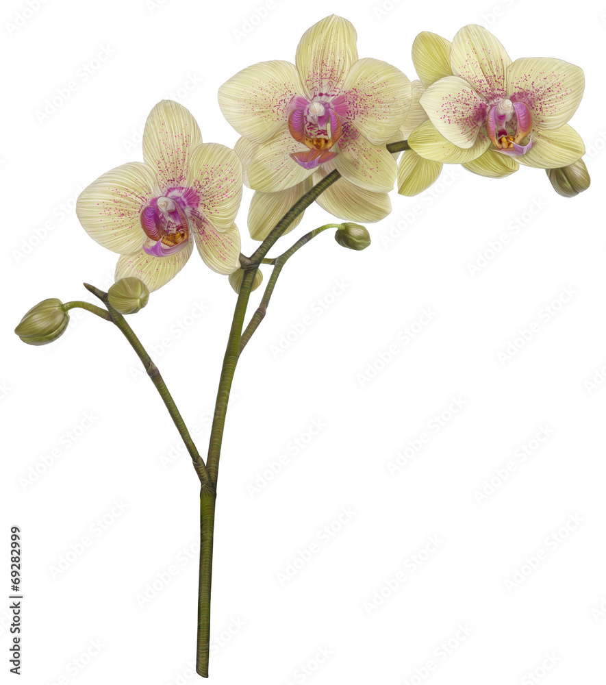 Drawing of Orchid flower isolated on white background