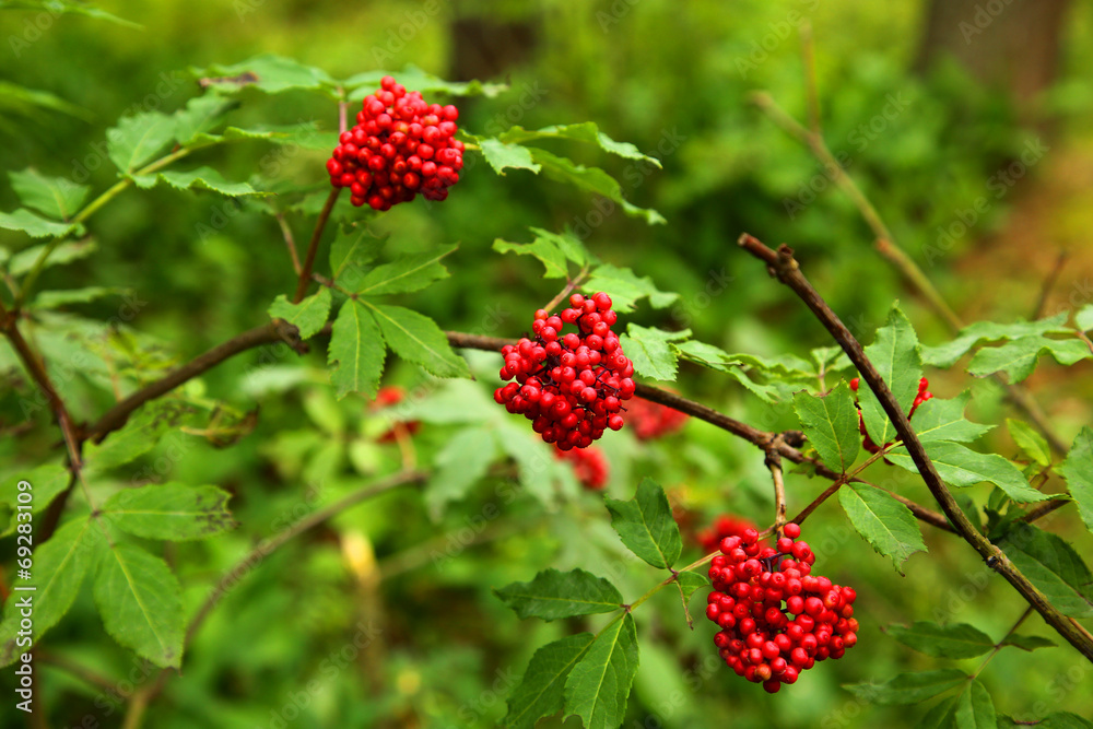 berries of viburnum berries of viburnum