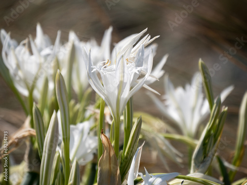 White flowers of wild Lily