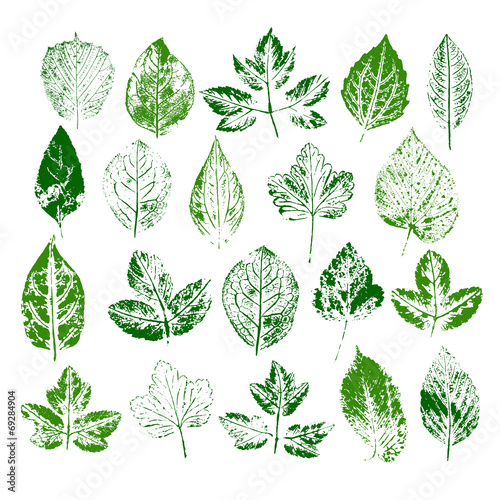Paint stamps of different leaves set