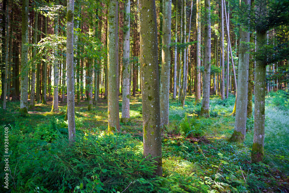 Nadelwald Nadelwald