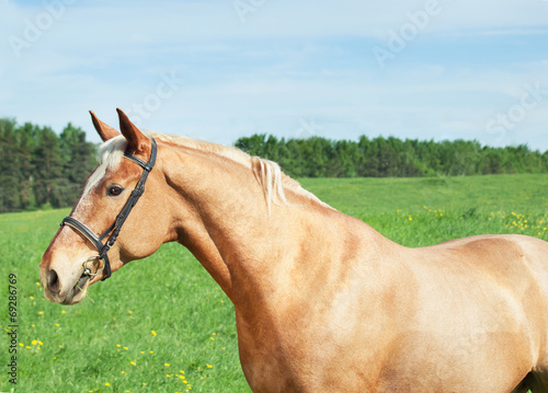 palomino hack horse in the spring field © anakondasp