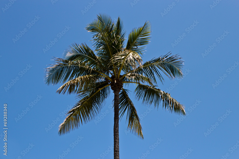 Palm tree against a blue sky