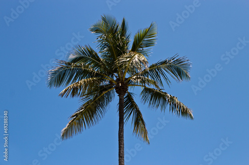 Palm tree against a blue sky